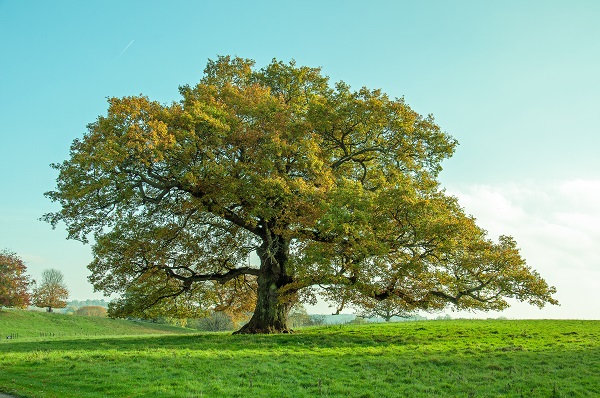 Oak tree in a field with blue sky